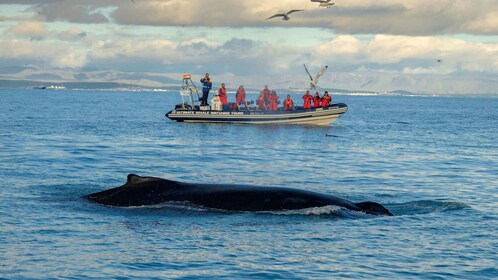 Von Reykjavik aus: Wal- und Papageientaucher-Beobachtungstour mit dem RIB-B...