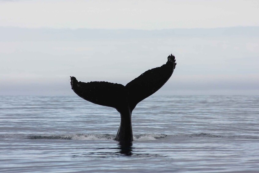 Picture 5 for Activity From Reykjavik: Whale and Puffin Watching RIB Boat Tour