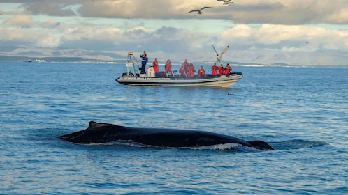 從雷克雅維克出發：觀賞鯨魚和海雀 RIB 船遊覽