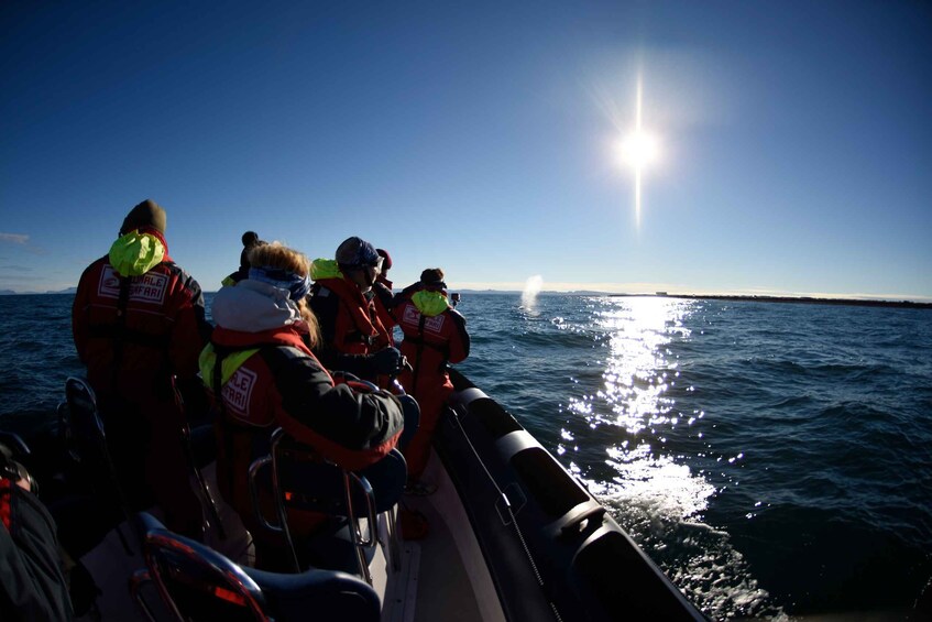 Picture 8 for Activity From Reykjavik: Whale and Puffin Watching RIB Boat Tour