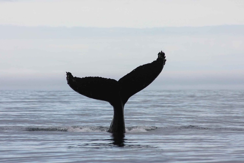 Picture 7 for Activity From Reykjavik: 2-Hour Premium Whale and Puffin Tour