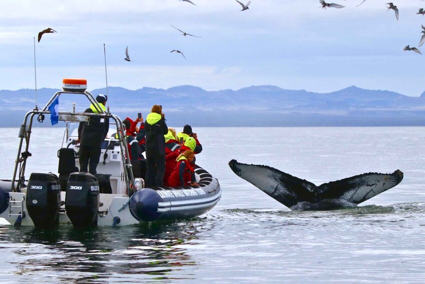 Picture 1 for Activity From Reykjavik: Whale and Puffin Watching RIB Boat Tour