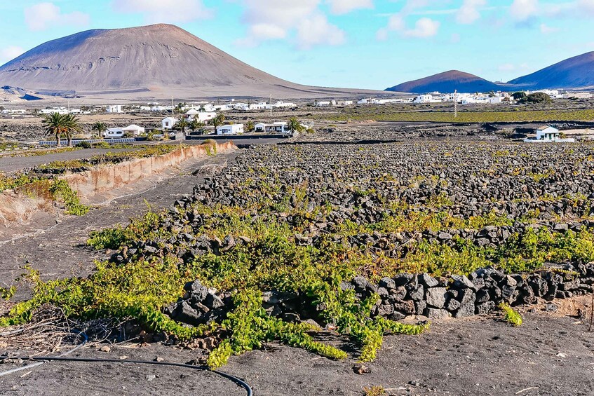 Picture 1 for Activity Lanzarote: Volcanos of Timanfaya and Caves Tour with Lunch