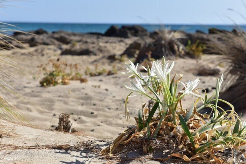 Elafonisi Beach