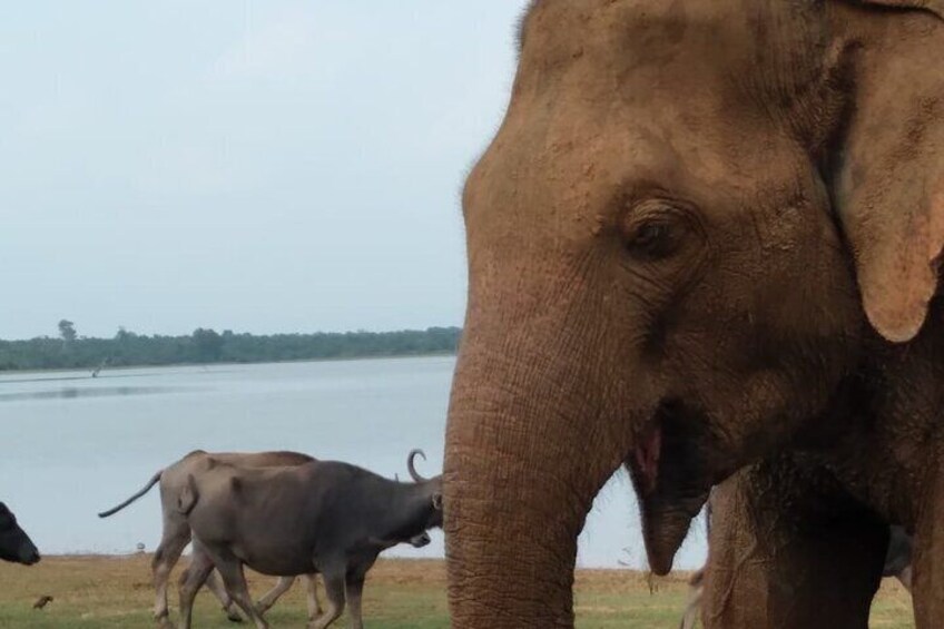 Private Udawalawe National Park Safari (Jeep only)