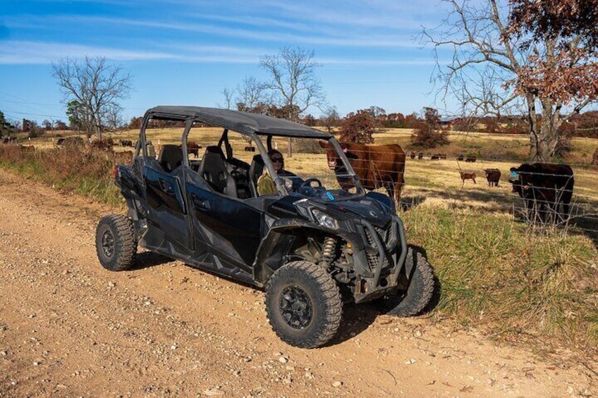 Ride on a working cattle ranch.