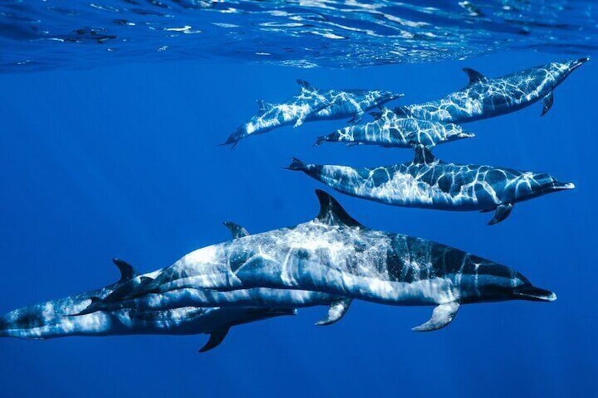 Oahu: Swim with Dolphins, Turtle Snorkel, Waterslide Activities