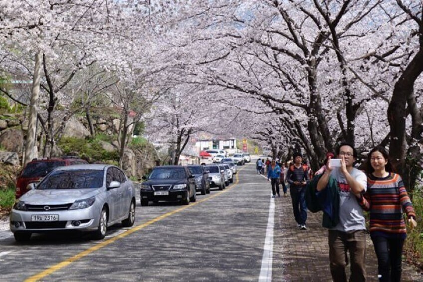 Full-day Hadong, Gwangyang, Cherry blossom, Green Tea Fields Private Tour