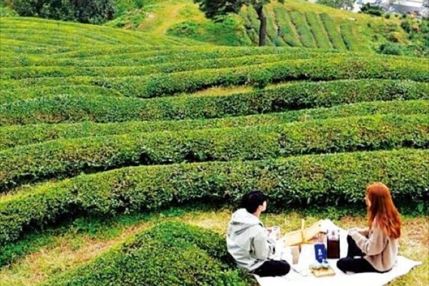 Full-day Hadong, Gwangyang, Cherry blossom, Green Tea Fields Private Tour