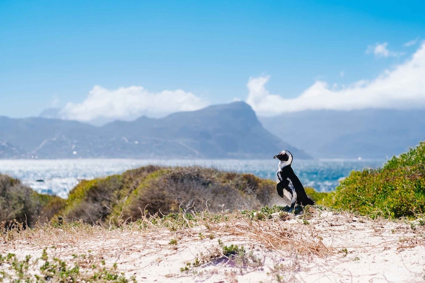 Cape of Good Hope Full-Day Private Tour