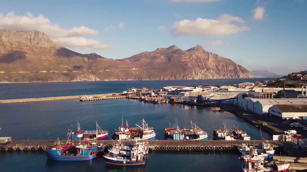Picture 2 for Activity Cape of Good Hope Full-Day Private Tour