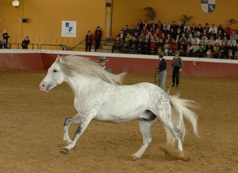 Picture 15 for Activity Jerez: Yeguada de la Cartuja Carthusian Horses Tour