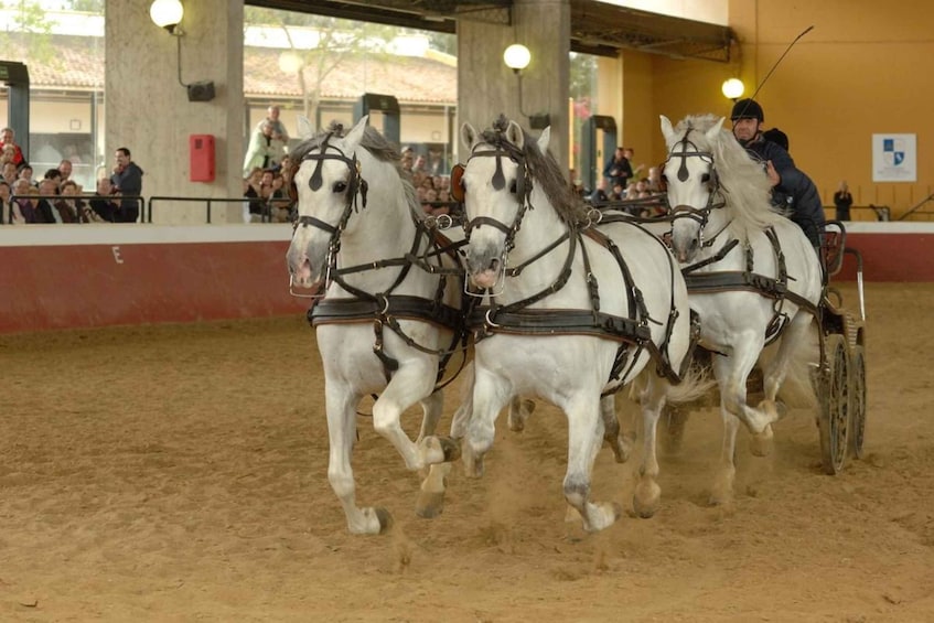 Picture 15 for Activity Jerez: Yeguada de la Cartuja Carthusian Horses Tour