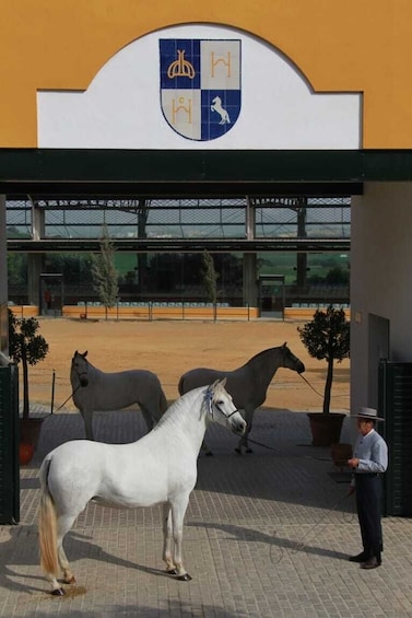 Picture 19 for Activity Jerez: Yeguada de la Cartuja Carthusian Horses Tour