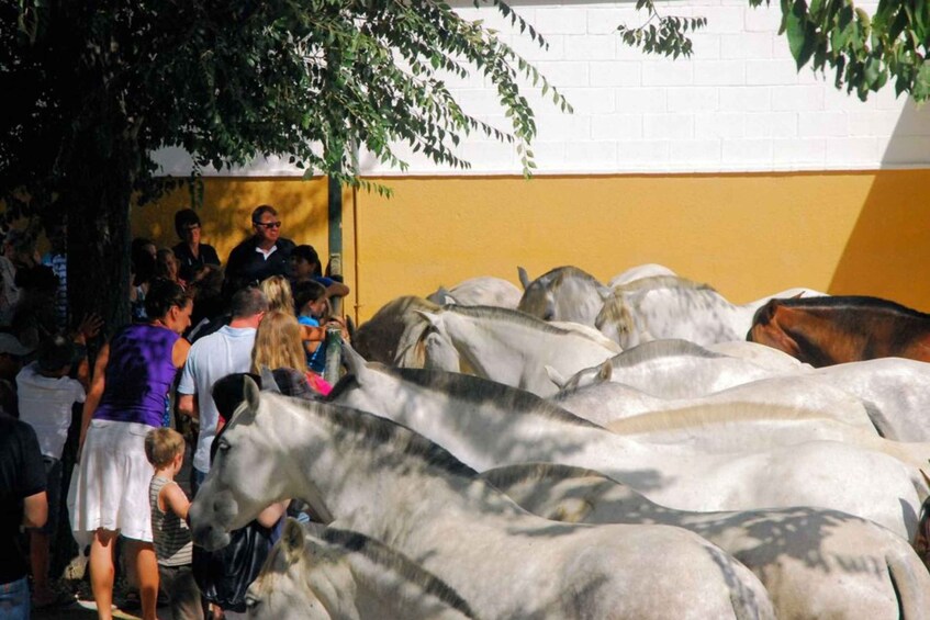 Picture 6 for Activity Jerez: Yeguada de la Cartuja Carthusian Horses Tour