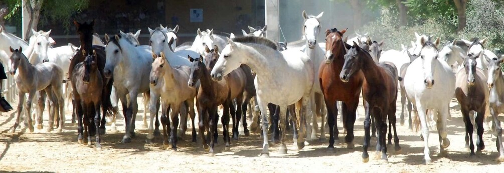 Picture 2 for Activity Jerez: Yeguada de la Cartuja Carthusian Horses Tour