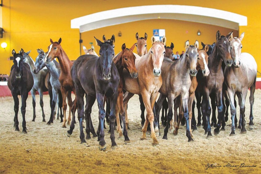 Picture 1 for Activity Jerez: Yeguada de la Cartuja Carthusian Horses Tour