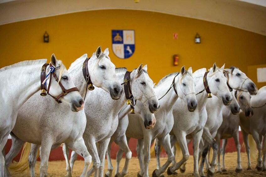 Jerez: Yeguada de la Cartuja Carthusian Horses Tour