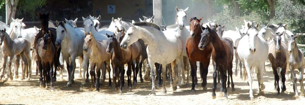 Picture 2 for Activity Jerez: Yeguada de la Cartuja Carthusian Horses Tour