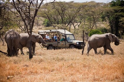 3-dagars Maasai Mara Luxury Safari - Upplev Kenya med flyg