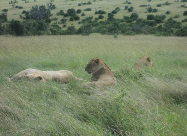 Picture 9 for Activity 3-Day Maasai Mara Luxury Safari - Experience Kenya by Air