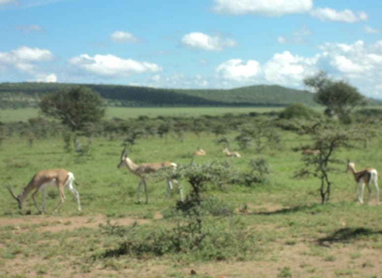Picture 5 for Activity 3-Day Maasai Mara Luxury Safari - Experience Kenya by Air