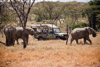 Safari de lujo de 3 días en Maasai Mara: experimente Kenia por aire