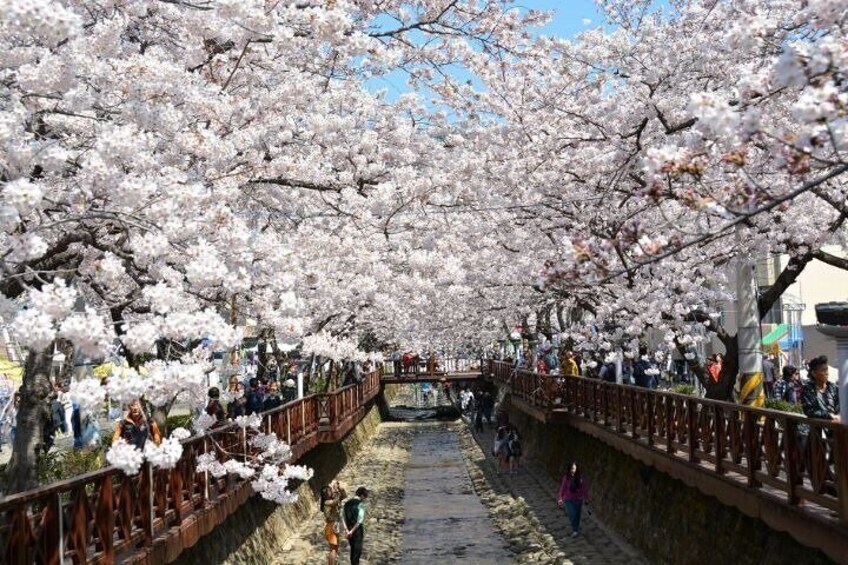 Full-Day Jinhae Cherry Blossom festival Private tour