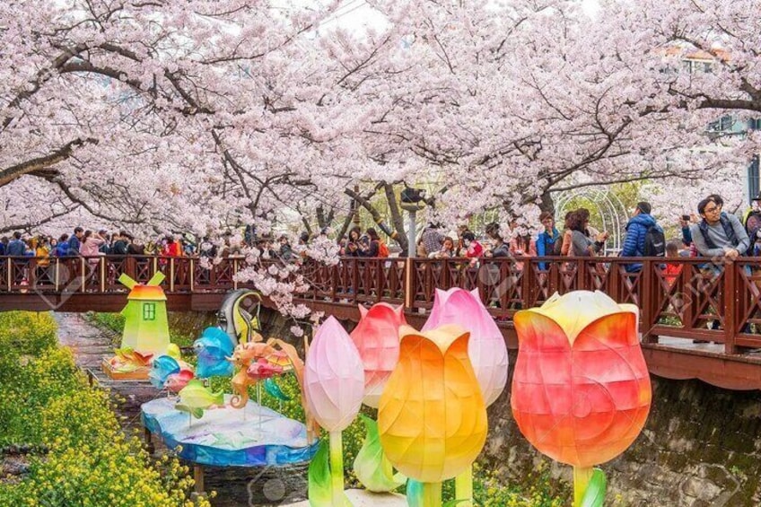 Full-Day Jinhae Cherry Blossom festival Private tour