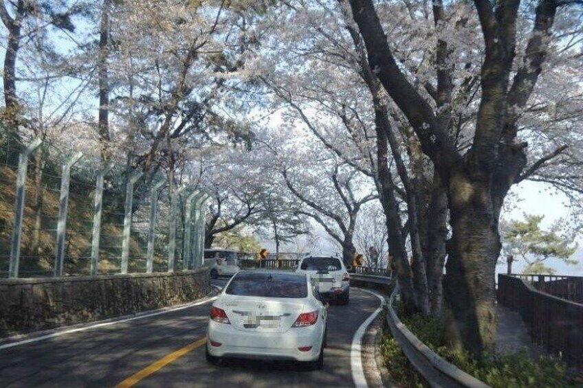 Full-Day Jinhae Cherry Blossom festival Private tour