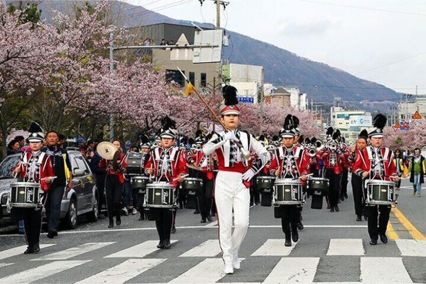 Full-Day Jinhae Cherry Blossom festival Private tour
