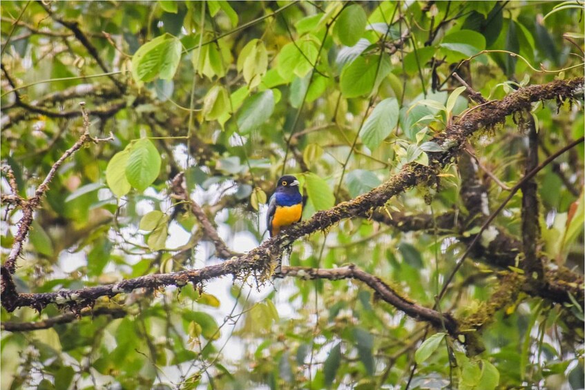 Picture 5 for Activity Alajuela: 4-Hour Arenal Rainforest Trek