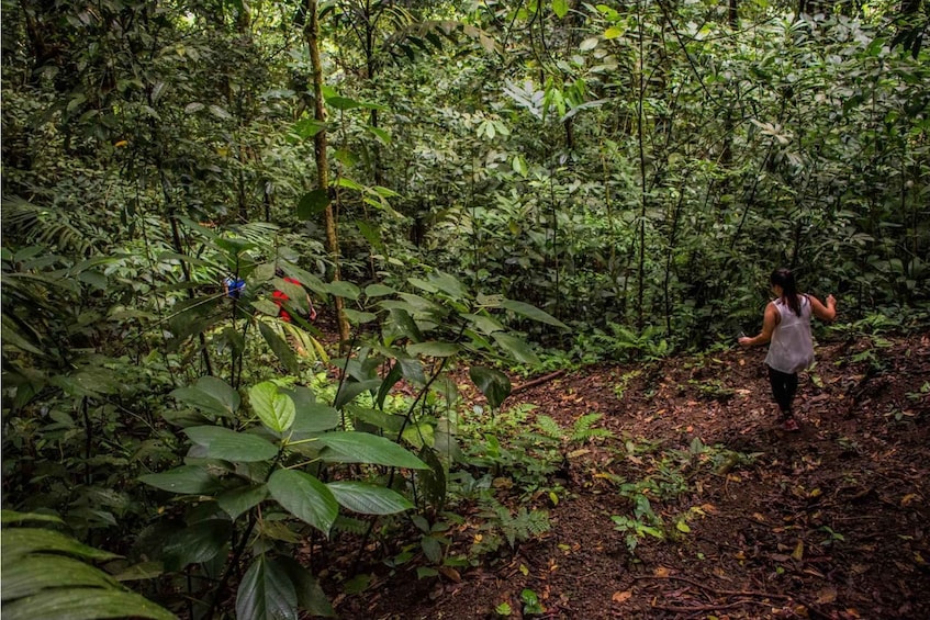 Picture 5 for Activity Alajuela: 4-Hour Arenal Rainforest Trek