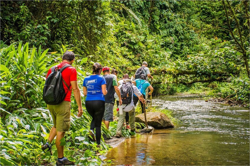 Picture 2 for Activity Alajuela: 4-Hour Arenal Rainforest Trek