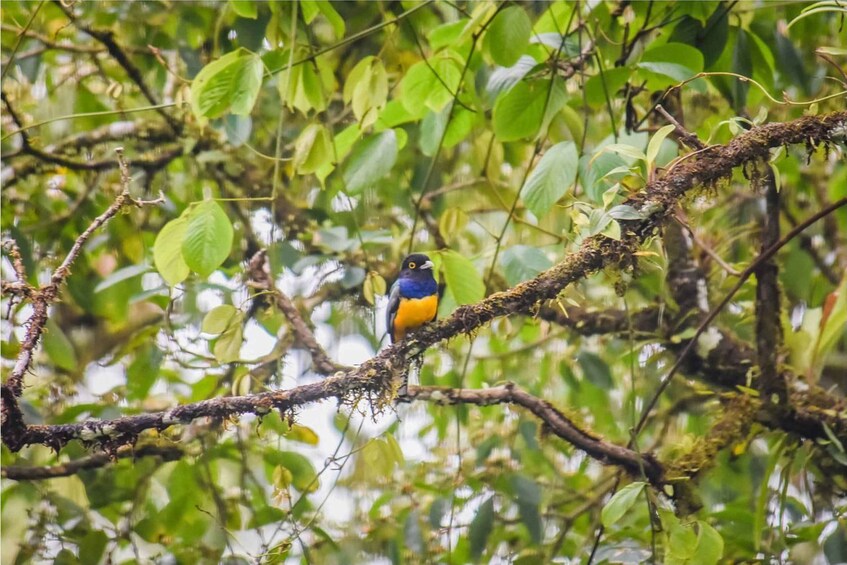 Picture 4 for Activity Alajuela: 4-Hour Arenal Rainforest Trek