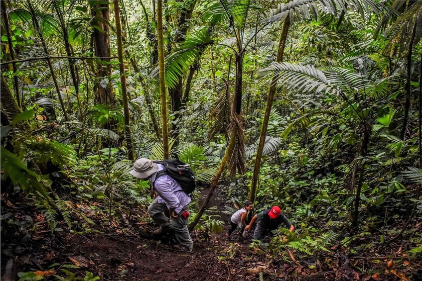 Picture 2 for Activity Alajuela: 4-Hour Arenal Rainforest Trek