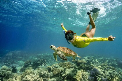 Cape Tribulation Ocean Safari-tur