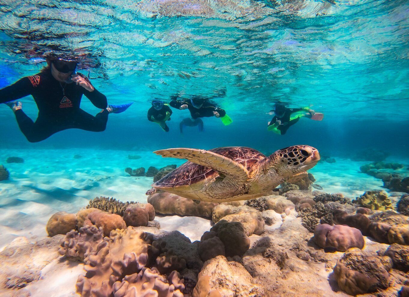 Cape Tribulation Ocean Safari Tour