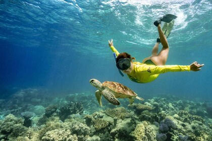 Excursión Safari Oceánico en Cape Tribulation