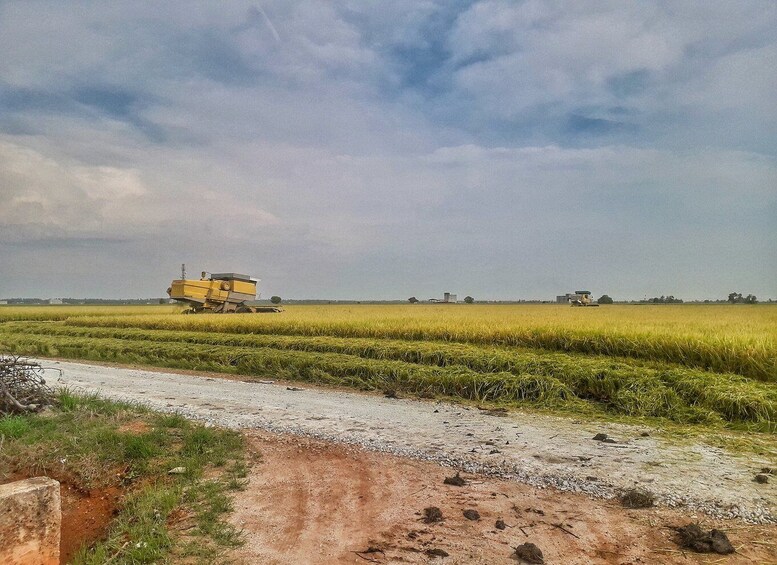 Picture 14 for Activity Sky Mirror - Kuala Selangor and Sekinchan Paddy Field Tour