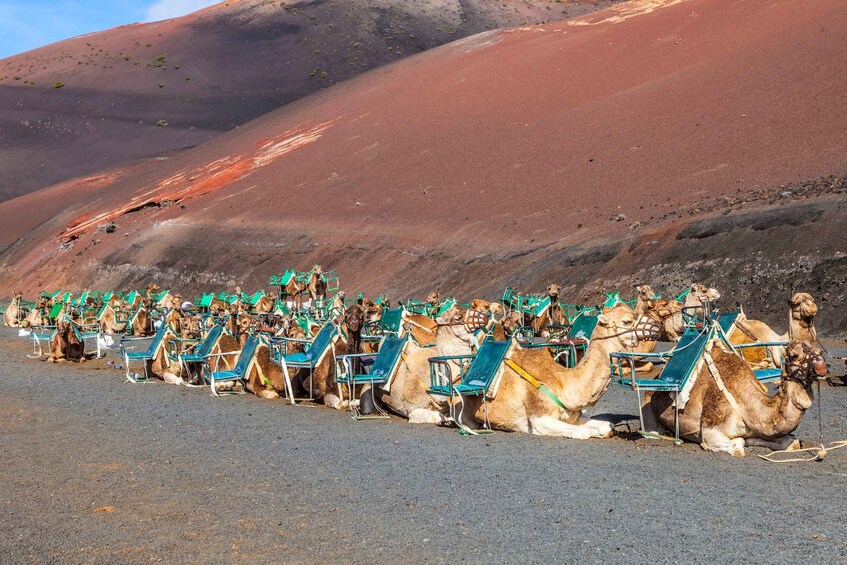 Picture 1 for Activity South Tour: Timanfaya National Park