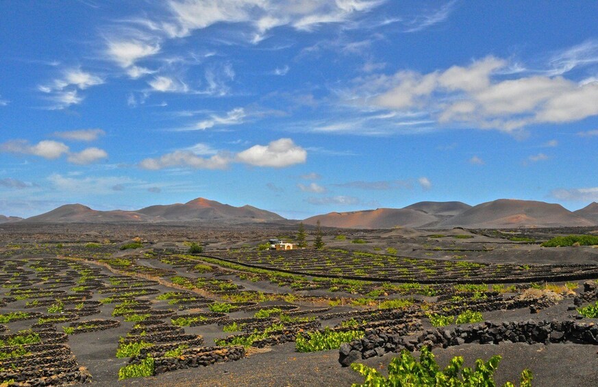Picture 3 for Activity South Tour: Timanfaya National Park