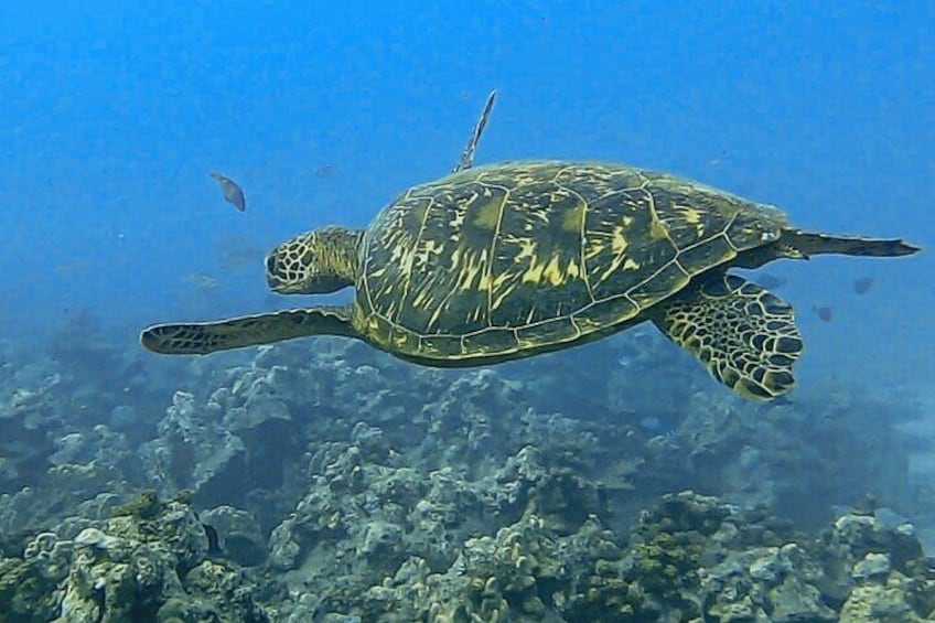Sea Scooter Snorkel Tour - Reef Adventure with Turtles, Rays and Sharks