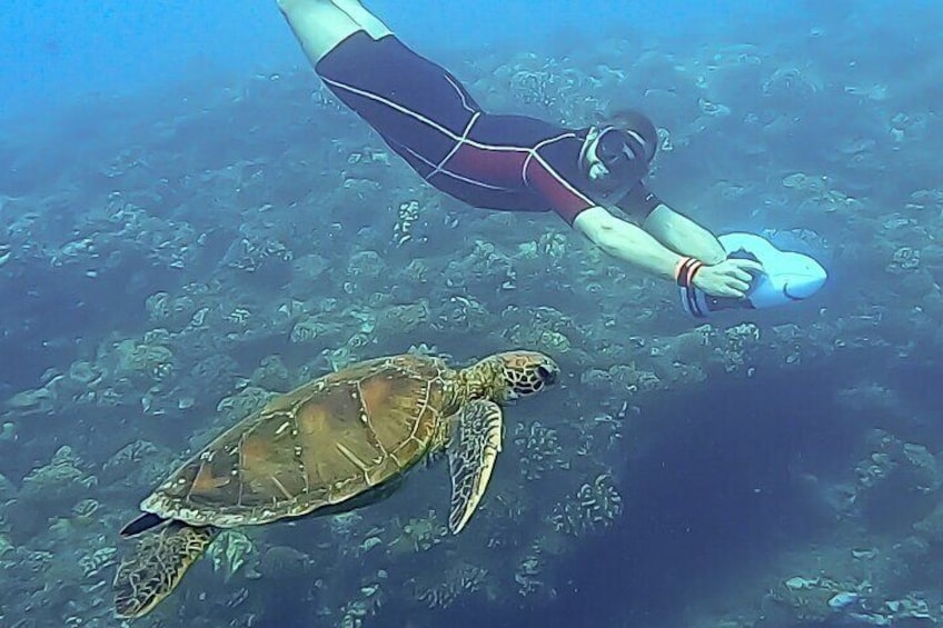 Sea Scooter Snorkeling Tour - Ocean Safari with Turtles, Rays, Sharks & Dolphins