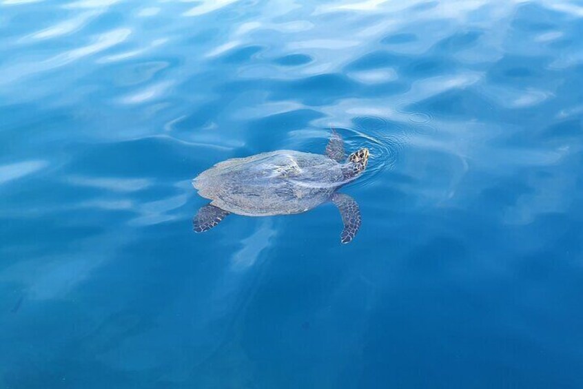 Moorea Private Boat Lagoon Tour with Lunch