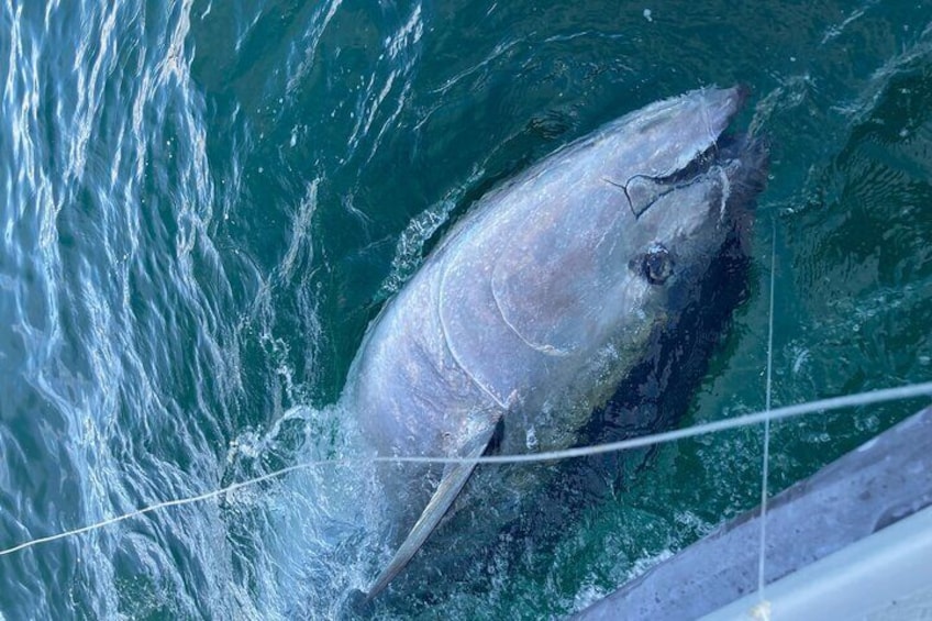 Fought the Tuna for 90 mins on 200lb test