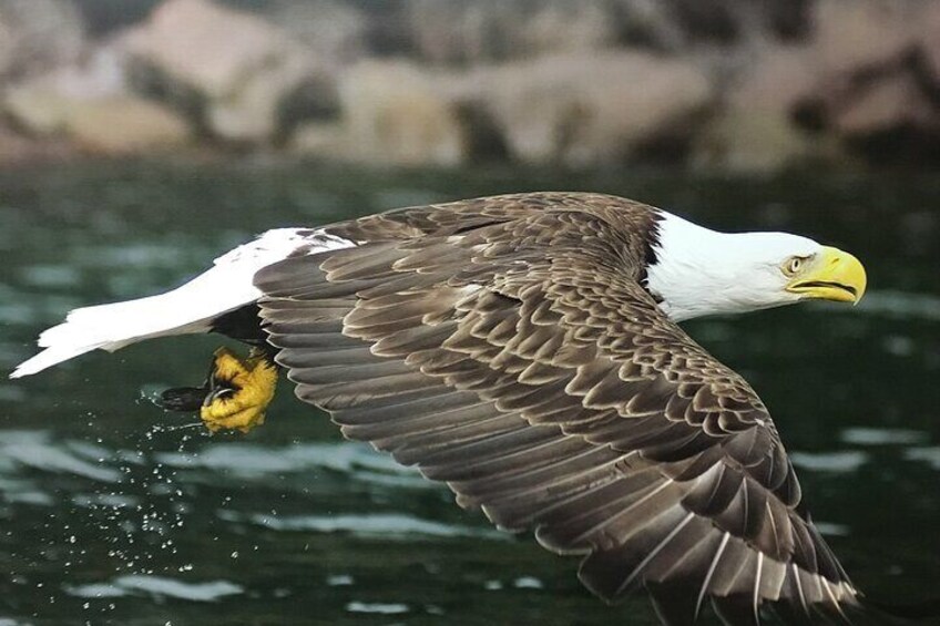 The Majestic Eagle searching for prey off
 Cape Spear NL