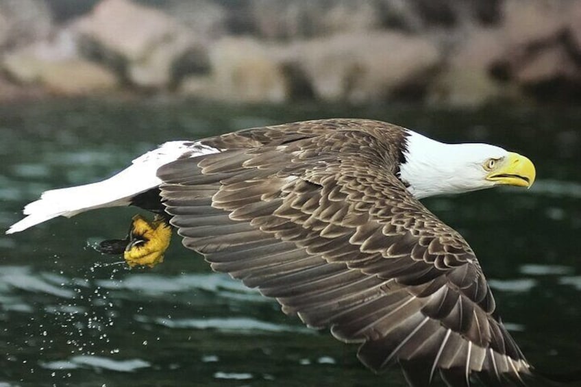 The Majestic Eagle searching for prey off
Cape Spear NL