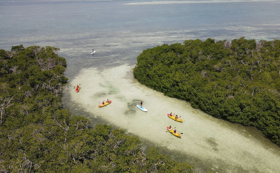 Half-Day Key West's Ultimate Sandbar Adventure with Mangrove Kayak Eco Tour