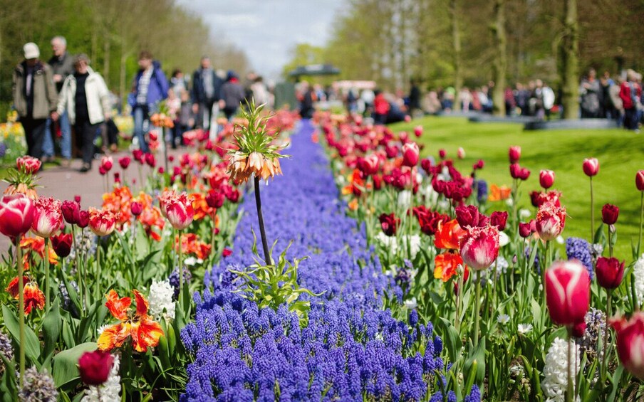 Picture 7 for Activity Amsterdam: Tour to Keukenhof Gardens with Windmill Cruise